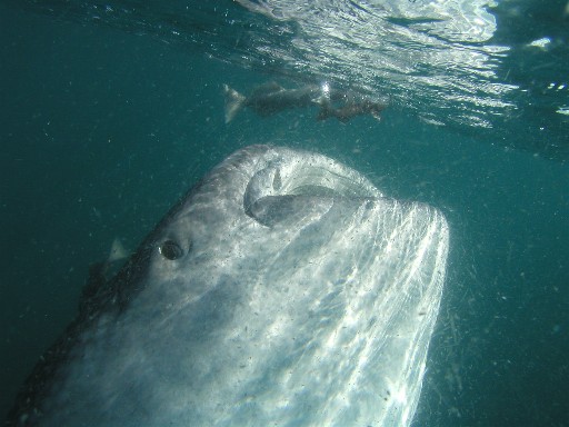 Whale Shark feeding at surface