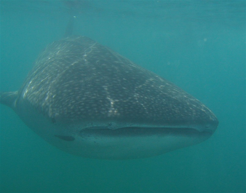 Front view of Sea of Cortez Whale Shark